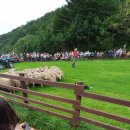 정다운목장 이미지