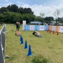 주식회사 제주펫 이미지