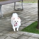 쟈니 반려일기 이미지
