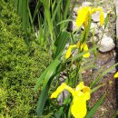 옥룡북초등학교 이미지