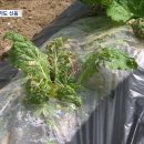 배춧값 폭등 사태‥"이렇게 힘든 건 46년 만" 이미지