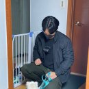 세이브독 이미지