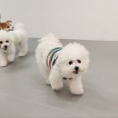 조이풀독 이미지