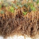 곰솔농장 이미지