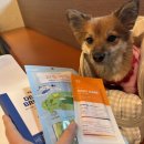 덴탈메이플 이미지