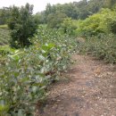 회인농장 이미지