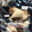 용감한마케팅 | '아픈 고양이 서로 입양하려는 상황!🥰' 앞다리 뜯긴 아깽이에게 벌어진 기적✨