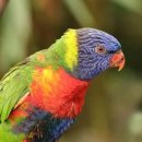 앵무새 이미지