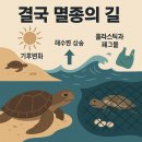 바다와거북이