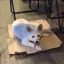 학리2(방파제) | 기장 일광읍 학리방파제 포차 2호 칠광호 말미잘탕 추천