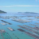 완도7호 이미지