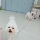 몽이슈