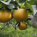 하얀기쁨 이미지