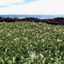 문주란 자생지 이미지