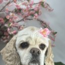 츄블리 펫 살롱 이미지