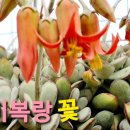꽃나비다육 이미지