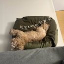 댕댕스파 이미지