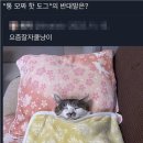 핫!도그 이미지