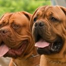 도그도감 이미지