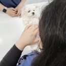 신영통동물병원 | 신영통동물병원, 암컷 강아지 중성화 고민 이 글로 종결해 드릴게요!