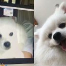 대리 이미지