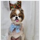 메리몰펫샵(사직점) 이미지