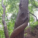 구룡폭포길 이미지