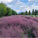 낙동강관리본부 대저생태공원 2 이미지