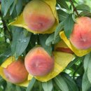 반도식품 이미지