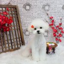 릴리줄리살롱 | 삼성동애견미용 전문 <릴리줄리살롱> 비숑 스포팅컷 후기