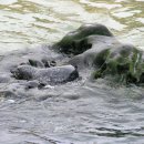 라호야(LA JOLLA) 이미지