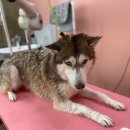 마이핫독 이미지