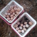 영천농장 이미지