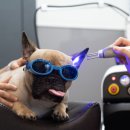 라라동물의료원 이미지