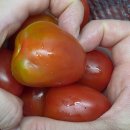 방울토마토 부여특산물 추천, 굿뜨래 토마토 로컬푸드 후기
