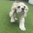 스퀘어독스 펫 이미지