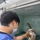 (주)인터메디 | 울산고양이전문병원 선생님, 고양이 각막손상일까요?