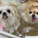 대구애견미용 강아지호텔 모여라솜뭉치 이미지