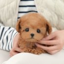 더 샵 동물메디컬센터 이미지