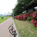 온천천시민공원 수국 이미지