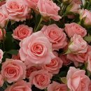 장미축산 이미지