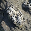 제주 사람발자국과 동물발자국 화석산지 이미지