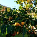 지리1길 14-1 | 밀양 종남산 감밭농원, 흠집조차 정성으로 익은 맛 - 부유단감 한 상자에 담긴 가을의 달콤함과 농부의...