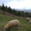 가나목장 이미지