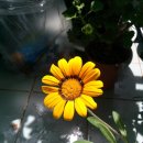 가자니아 이미지