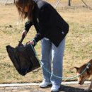 블루&펫 이미지