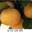 단감 이미지