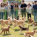 멍나들이 | 반려견 동반 나들이 계획 중이라면, 가평 멍나들이 음악역1939 사전신청 직접 해본 후기
