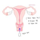 아이비산부인과의원 - 연제구 | 아이비산부인과의원