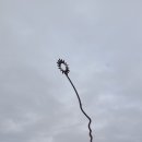 선기로1-1 이미지